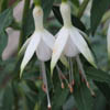 Fuchsia 'Hawkshead'